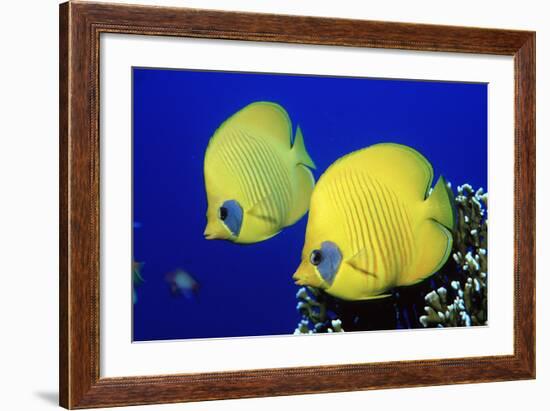 Masked Butterflyfish Egypt, Africa, Red Sea. (Chaetodon Semilarvatus)-Reinhard Dirscherl-Framed Photographic Print