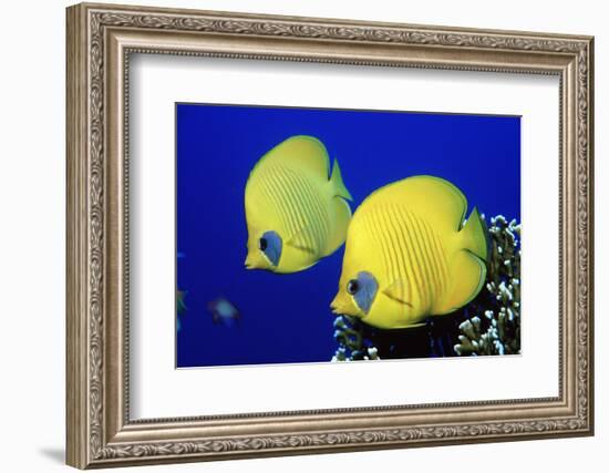 Masked Butterflyfish Egypt, Africa, Red Sea. (Chaetodon Semilarvatus)-Reinhard Dirscherl-Framed Photographic Print