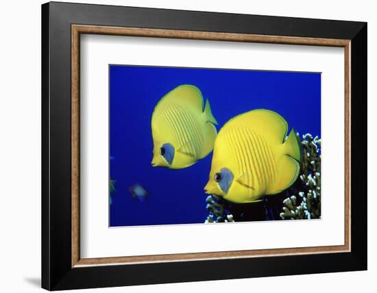 Masked Butterflyfish Egypt, Africa, Red Sea. (Chaetodon Semilarvatus)-Reinhard Dirscherl-Framed Photographic Print