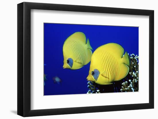 Masked Butterflyfish Egypt, Africa, Red Sea. (Chaetodon Semilarvatus)-Reinhard Dirscherl-Framed Photographic Print