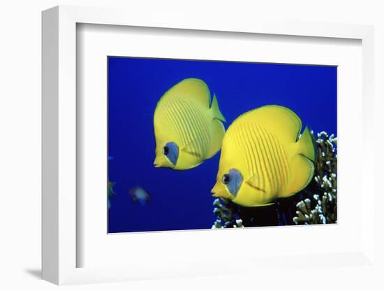 Masked Butterflyfish Egypt, Africa, Red Sea. (Chaetodon Semilarvatus)-Reinhard Dirscherl-Framed Photographic Print