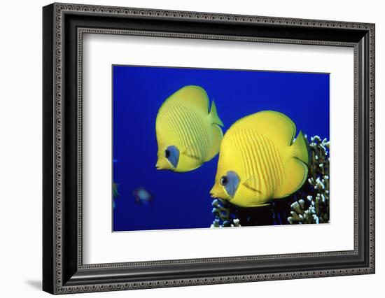 Masked Butterflyfish Egypt, Africa, Red Sea. (Chaetodon Semilarvatus)-Reinhard Dirscherl-Framed Photographic Print