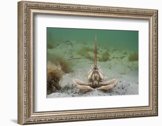 Masked Crab (Corystes Cassivelaunus) on Sandy Seabed, Studland Bay, Dorset, UK, May-Alex Mustard-Framed Photographic Print