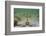 Masked Crab (Corystes Cassivelaunus) on Sandy Seabed, Studland Bay, Dorset, UK, May-Alex Mustard-Framed Photographic Print