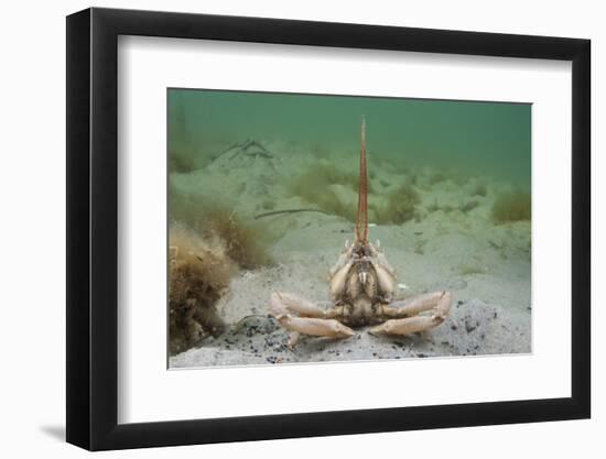 Masked Crab (Corystes Cassivelaunus) on Sandy Seabed, Studland Bay, Dorset, UK, May-Alex Mustard-Framed Photographic Print