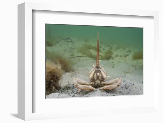 Masked Crab (Corystes Cassivelaunus) on Sandy Seabed, Studland Bay, Dorset, UK, May-Alex Mustard-Framed Photographic Print