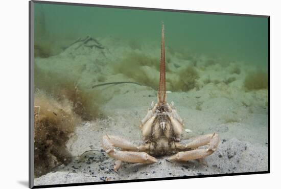 Masked Crab (Corystes Cassivelaunus) on Sandy Seabed, Studland Bay, Dorset, UK, May-Alex Mustard-Mounted Photographic Print