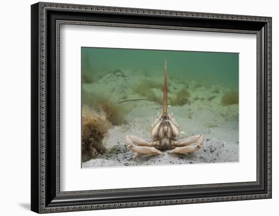 Masked Crab (Corystes Cassivelaunus) on Sandy Seabed, Studland Bay, Dorset, UK, May-Alex Mustard-Framed Photographic Print