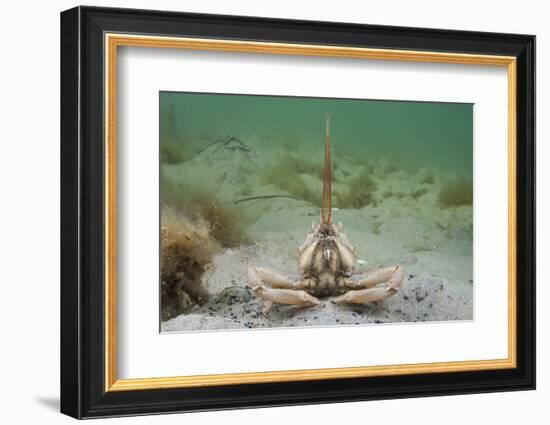 Masked Crab (Corystes Cassivelaunus) on Sandy Seabed, Studland Bay, Dorset, UK, May-Alex Mustard-Framed Photographic Print