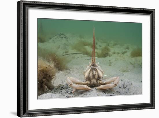 Masked Crab (Corystes Cassivelaunus) on Sandy Seabed, Studland Bay, Dorset, UK, May-Alex Mustard-Framed Photographic Print