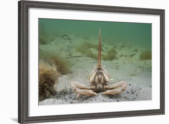 Masked Crab (Corystes Cassivelaunus) on Sandy Seabed, Studland Bay, Dorset, UK, May-Alex Mustard-Framed Photographic Print