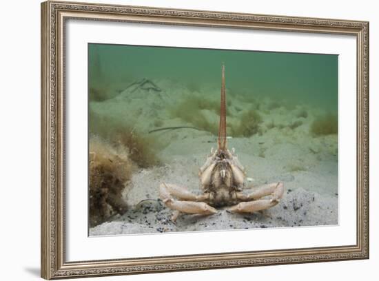 Masked Crab (Corystes Cassivelaunus) on Sandy Seabed, Studland Bay, Dorset, UK, May-Alex Mustard-Framed Photographic Print