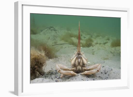 Masked Crab (Corystes Cassivelaunus) on Sandy Seabed, Studland Bay, Dorset, UK, May-Alex Mustard-Framed Photographic Print