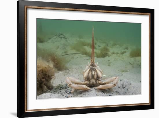 Masked Crab (Corystes Cassivelaunus) on Sandy Seabed, Studland Bay, Dorset, UK, May-Alex Mustard-Framed Photographic Print