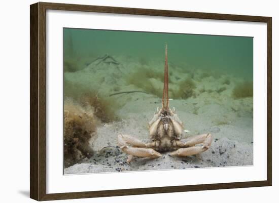 Masked Crab (Corystes Cassivelaunus) on Sandy Seabed, Studland Bay, Dorset, UK, May-Alex Mustard-Framed Photographic Print