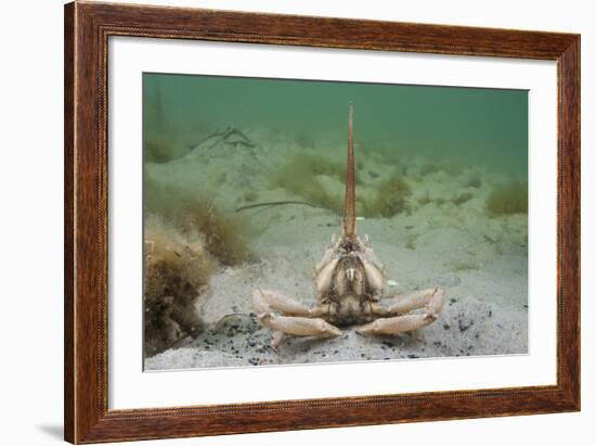 Masked Crab (Corystes Cassivelaunus) on Sandy Seabed, Studland Bay, Dorset, UK, May-Alex Mustard-Framed Photographic Print