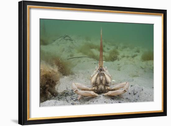 Masked Crab (Corystes Cassivelaunus) on Sandy Seabed, Studland Bay, Dorset, UK, May-Alex Mustard-Framed Photographic Print