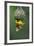 Masked Weaver; Ploceus Velatus; Hanging Upside down from Nest; South Africa-Johan Swanepoel-Framed Photographic Print