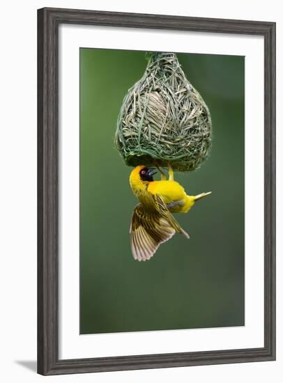 Masked Weaver; Ploceus Velatus; Hanging Upside down from Nest; South Africa-Johan Swanepoel-Framed Photographic Print