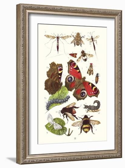 Mason Bee, Sting-Fly, Peacock Butterfly, Humble Bee-James Sowerby-Framed Art Print