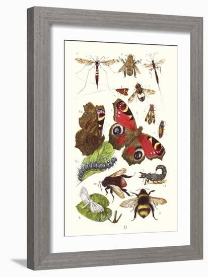 Mason Bee, Sting-Fly, Peacock Butterfly, Humble Bee-James Sowerby-Framed Art Print