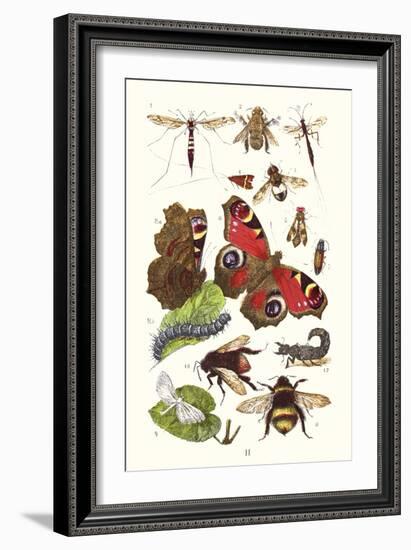 Mason Bee, Sting-Fly, Peacock Butterfly, Humble Bee-James Sowerby-Framed Art Print