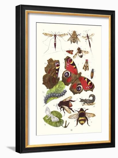 Mason Bee, Sting-Fly, Peacock Butterfly, Humble Bee-James Sowerby-Framed Art Print