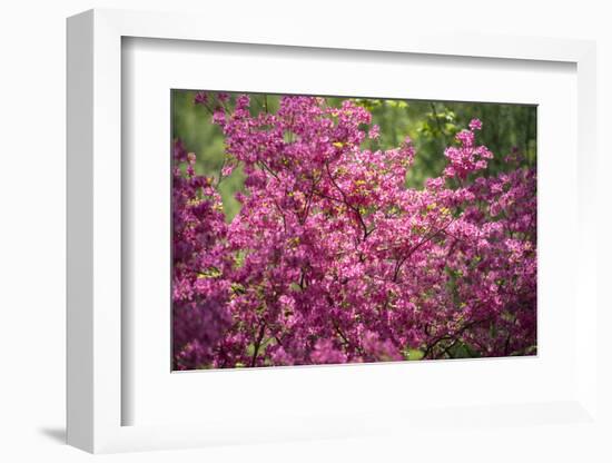 Massachusetts, Boston, Arnold Arboretum, Azalea-Jim Engelbrecht-Framed Photographic Print