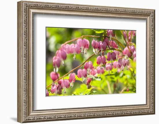 Massachusetts, Boston, Arnold Arboretum, Bleeding Heart-Jim Engelbrecht-Framed Photographic Print