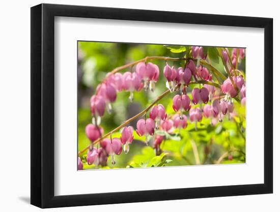 Massachusetts, Boston, Arnold Arboretum, Bleeding Heart-Jim Engelbrecht-Framed Photographic Print