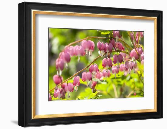 Massachusetts, Boston, Arnold Arboretum, Bleeding Heart-Jim Engelbrecht-Framed Photographic Print