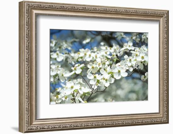 Massachusetts, Boston, Arnold Arboretum, Dogwood Tree-Jim Engelbrecht-Framed Photographic Print