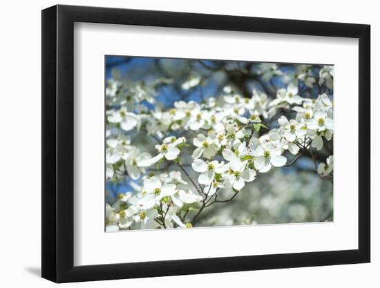 Massachusetts, Boston, Arnold Arboretum, Dogwood Tree-Jim Engelbrecht-Framed Photographic Print