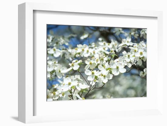 Massachusetts, Boston, Arnold Arboretum, Dogwood Tree-Jim Engelbrecht-Framed Photographic Print