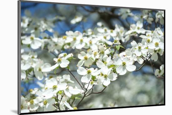 Massachusetts, Boston, Arnold Arboretum, Dogwood Tree-Jim Engelbrecht-Mounted Photographic Print