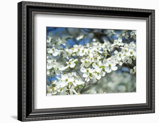 Massachusetts, Boston, Arnold Arboretum, Dogwood Tree-Jim Engelbrecht-Framed Photographic Print