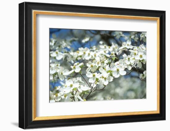 Massachusetts, Boston, Arnold Arboretum, Dogwood Tree-Jim Engelbrecht-Framed Photographic Print