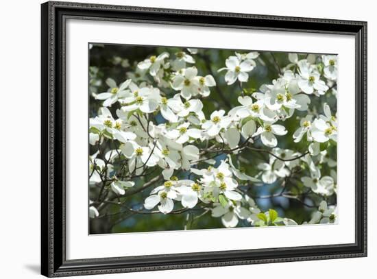 Massachusetts, Boston, Arnold Arboretum, Dogwood Tree-Jim Engelbrecht-Framed Photographic Print