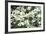 Massachusetts, Boston, Arnold Arboretum, Dogwood Tree-Jim Engelbrecht-Framed Photographic Print