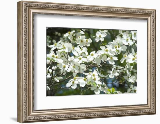 Massachusetts, Boston, Arnold Arboretum, Dogwood Tree-Jim Engelbrecht-Framed Photographic Print