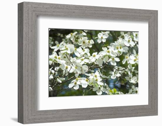 Massachusetts, Boston, Arnold Arboretum, Dogwood Tree-Jim Engelbrecht-Framed Photographic Print