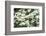 Massachusetts, Boston, Arnold Arboretum, Dogwood Tree-Jim Engelbrecht-Framed Photographic Print