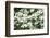 Massachusetts, Boston, Arnold Arboretum, Dogwood Tree-Jim Engelbrecht-Framed Photographic Print