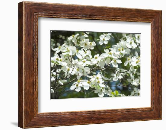 Massachusetts, Boston, Arnold Arboretum, Dogwood Tree-Jim Engelbrecht-Framed Photographic Print