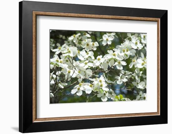 Massachusetts, Boston, Arnold Arboretum, Dogwood Tree-Jim Engelbrecht-Framed Photographic Print