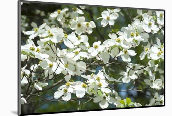 Massachusetts, Boston, Arnold Arboretum, Dogwood Tree-Jim Engelbrecht-Mounted Photographic Print