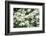 Massachusetts, Boston, Arnold Arboretum, Dogwood Tree-Jim Engelbrecht-Framed Photographic Print