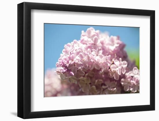 Massachusetts, Boston, Arnold Arboretum, Pink Lilac Tree-Jim Engelbrecht-Framed Photographic Print