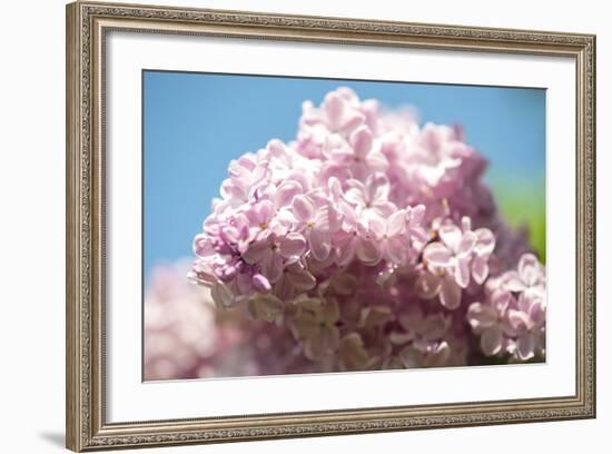 Massachusetts, Boston, Arnold Arboretum, Pink Lilac Tree-Jim Engelbrecht-Framed Photographic Print