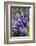 Massachusetts, Boston, Arnold Arboretum, Purple Lilac Tree-Jim Engelbrecht-Framed Photographic Print